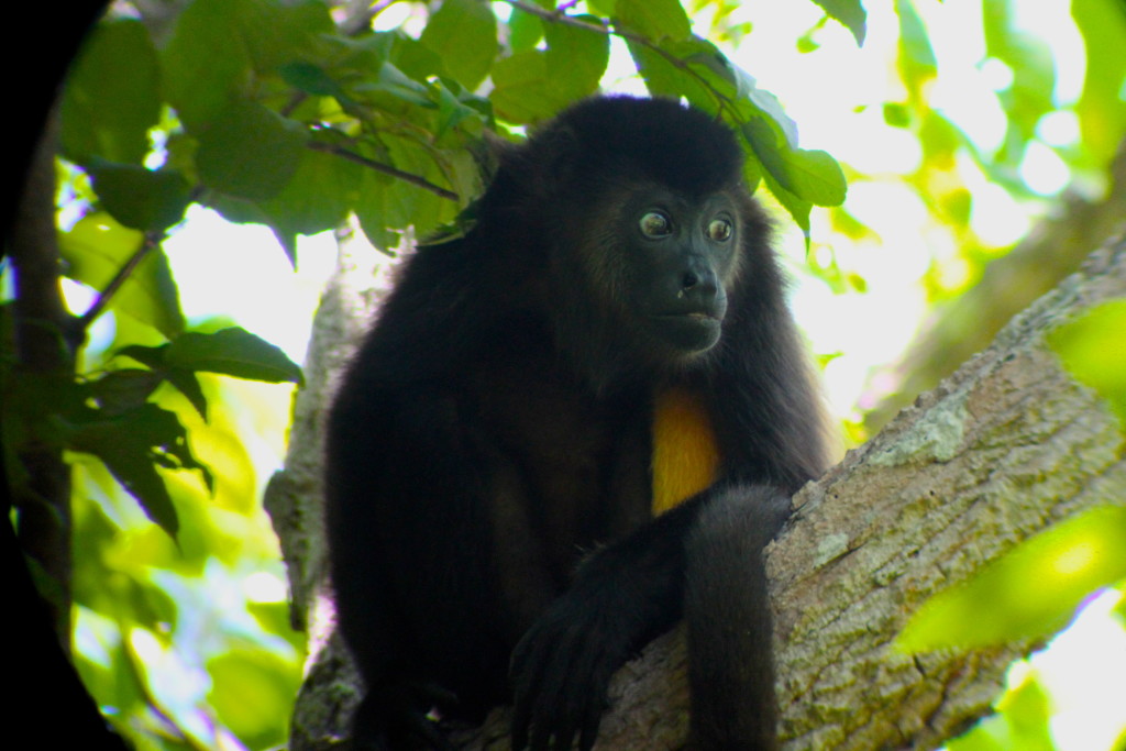 La estancia del Mono Congo