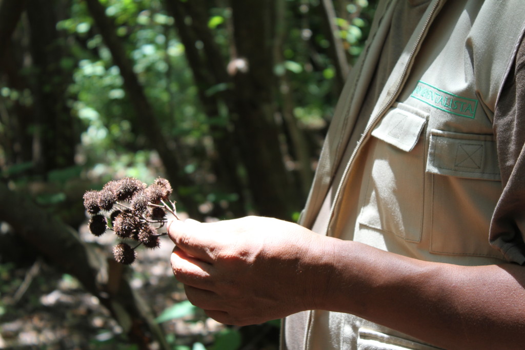 La estancia del Mono Congo