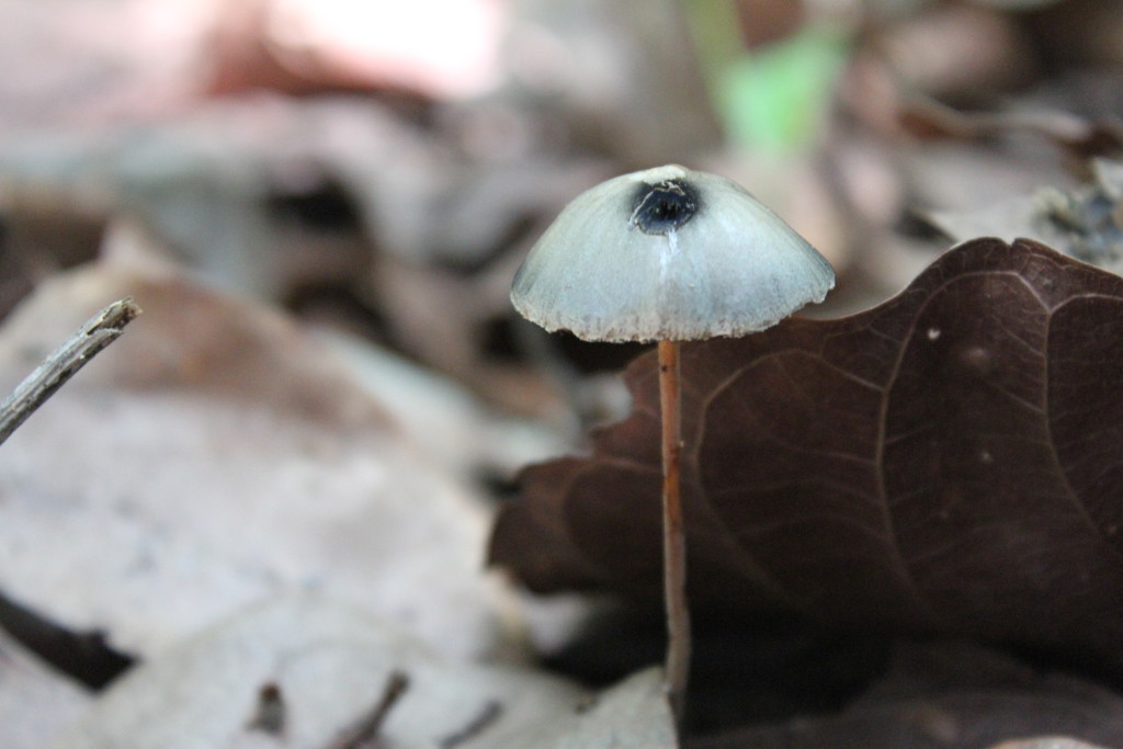 La estancia del Mono Congo