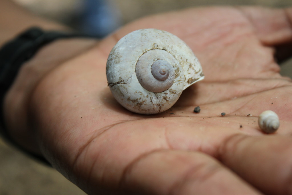 La estancia del Mono Congo