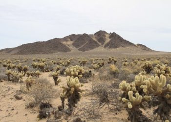 Simulacros Interplanetarios, Desierto de sonora por panza.rayada