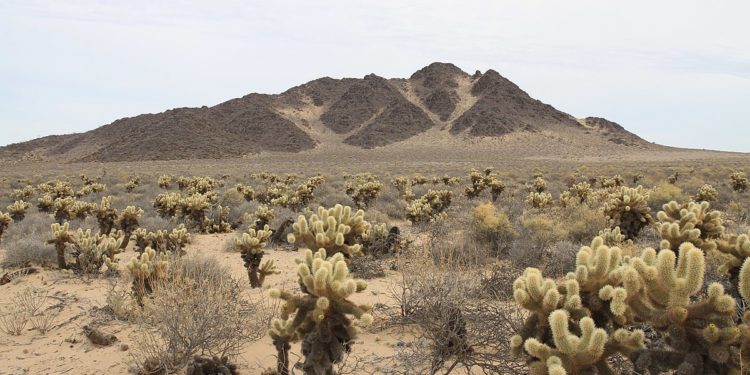 Simulacros Interplanetarios, Desierto de sonora por panza.rayada